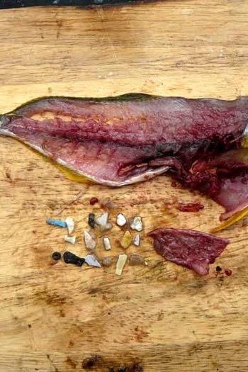 microplastiques poissons fruits de mer