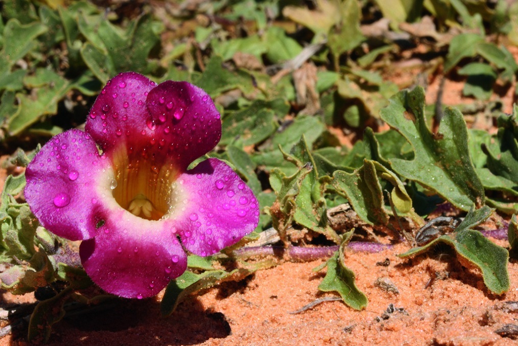 harpagophytum phytothérapie