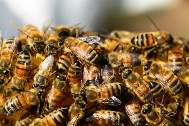 néonicotinoïdes abeilles sulfoxaflor