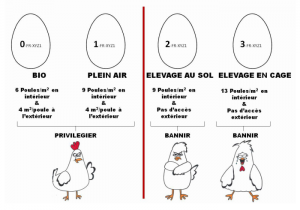 poules pondeuses oeufs cage