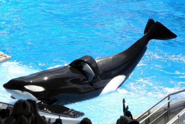 orques wikie captivité