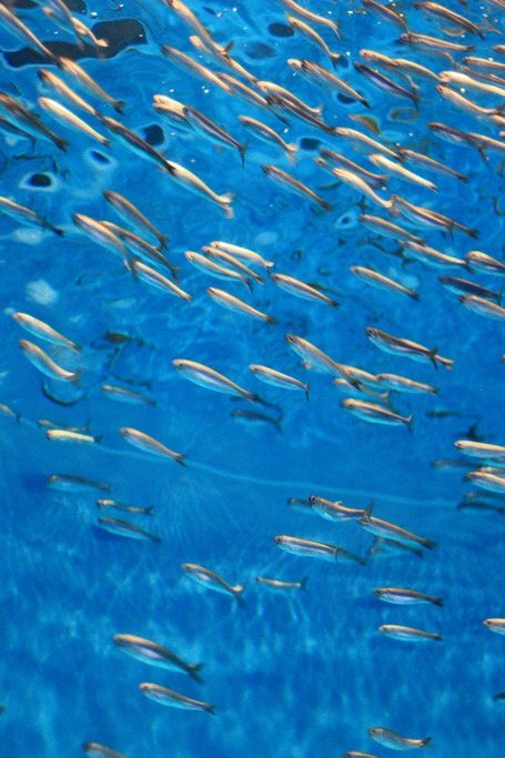 journée mondiale fin pêche