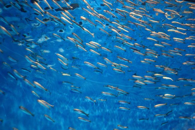 journée mondiale fin pêche