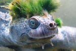 tortue punk Mary river