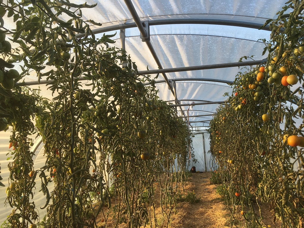 serres tomates wwoofing