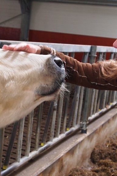 manger animaux pourquoi