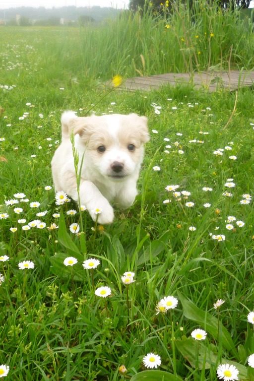 chiens écologie