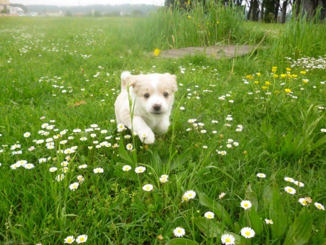 chiens écologie