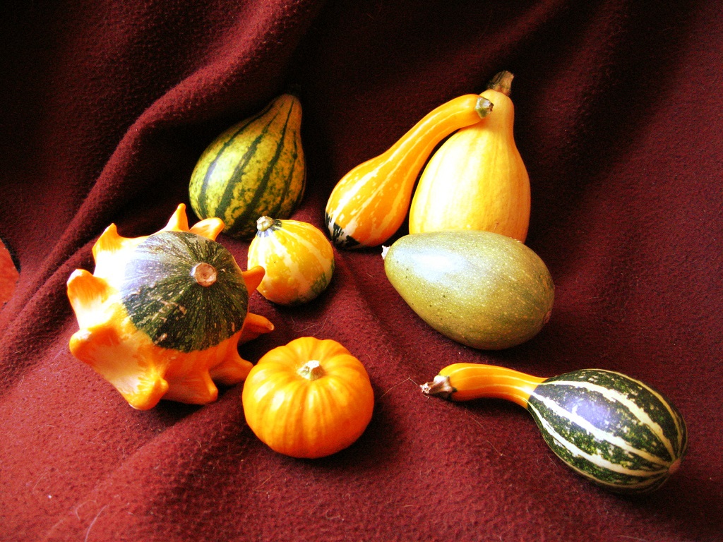 Halloween Alerte à la courge toxique! Natura Sciences