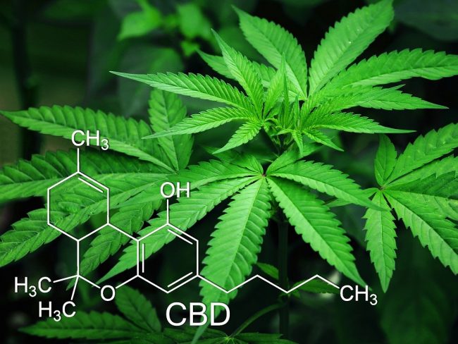 cannabis cbd expérimentation