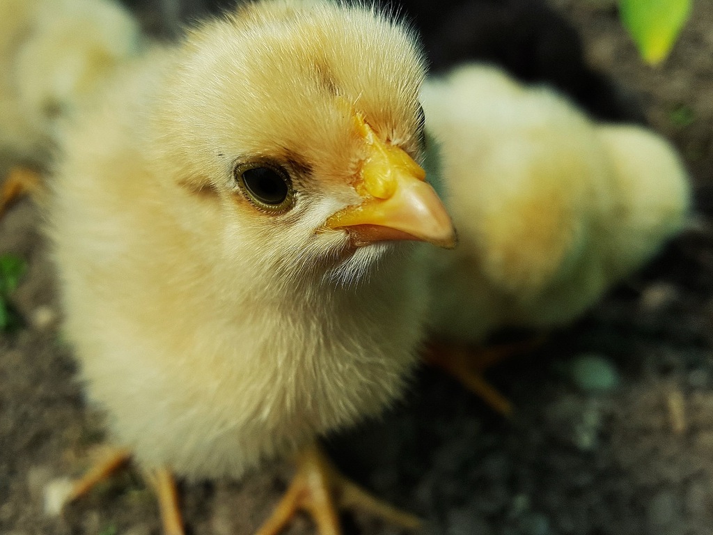 massacre de poussins