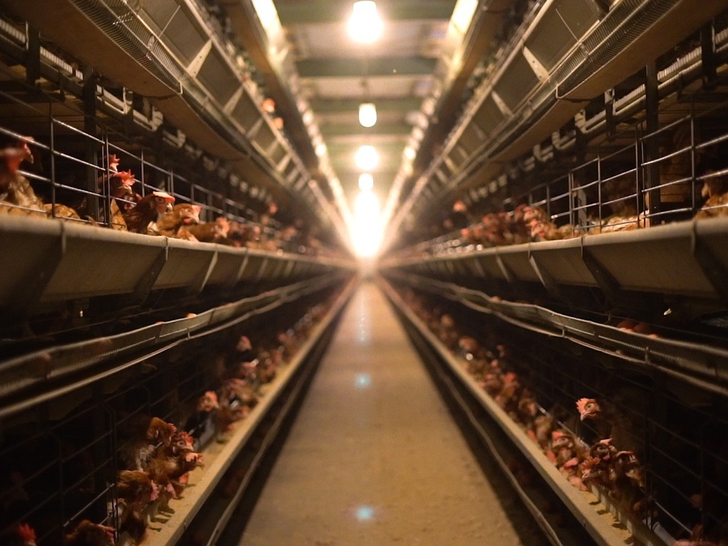 casino oeufs cage