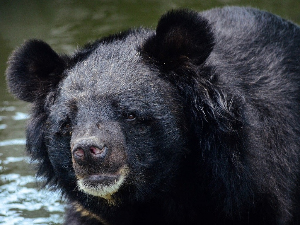 bile d'ours coronavirus chine