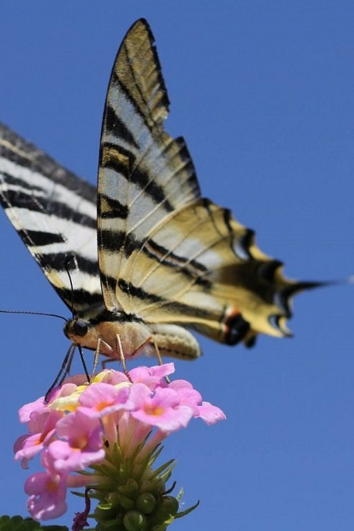 adaptation biodiversité réchauffement