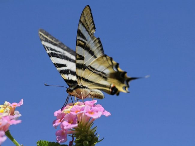 adaptation biodiversité réchauffement