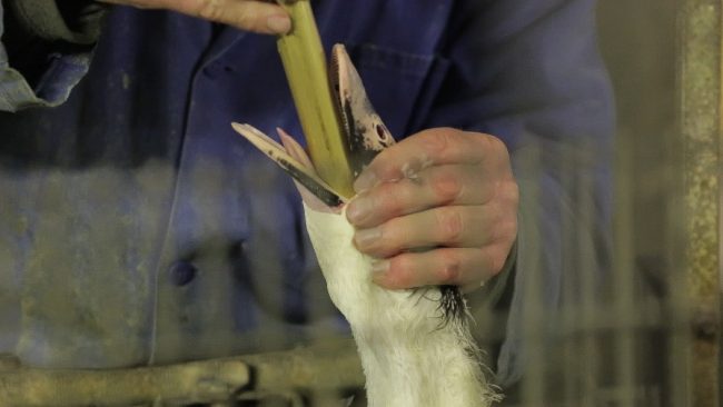 foie gras gavage plainte