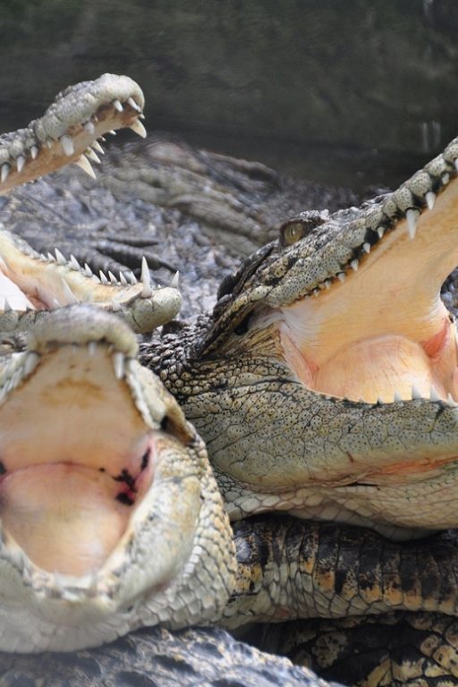 hermès ferme crocodiles