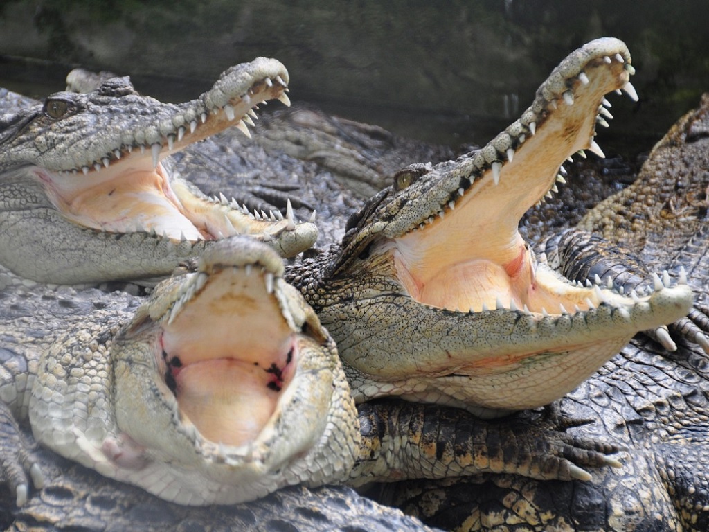 hermès ferme crocodiles