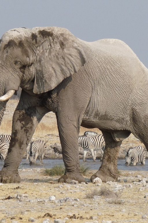 La Namibie met aux enchères 170 éléphants