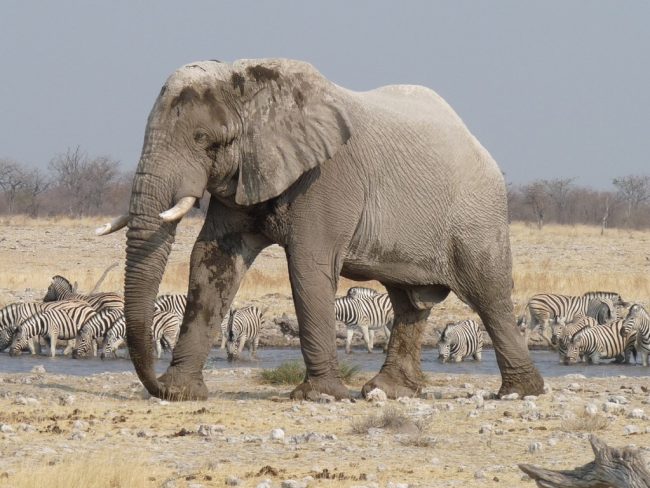 La Namibie met aux enchères 170 éléphants