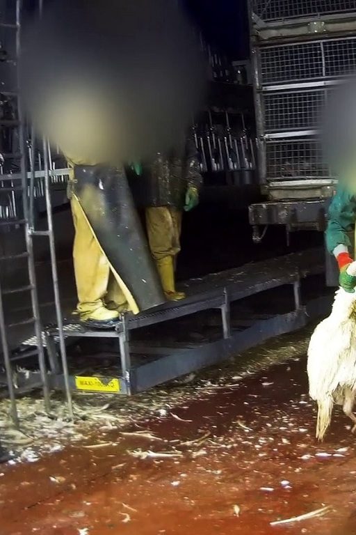 Nouvelle enquête de L214 dans un abattoir de dindes fournissant Le Gaulois