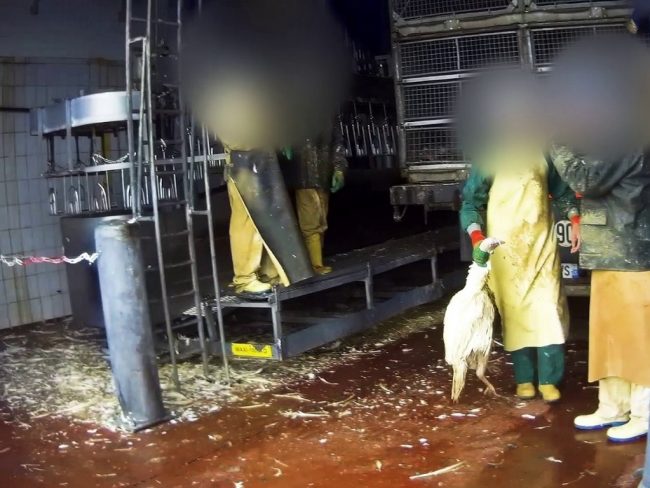 Nouvelle enquête de L214 dans un abattoir de dindes fournissant Le Gaulois