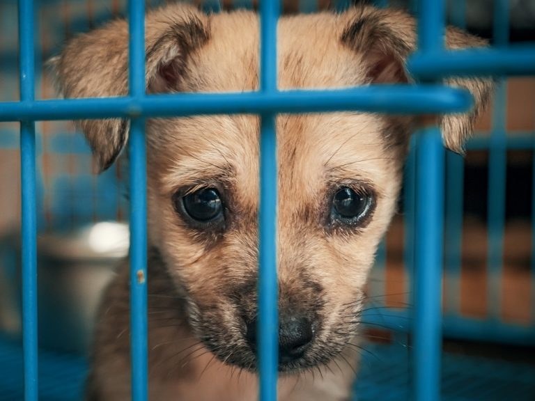 Une loi contre l’abandon et la maltraitance des animaux de
