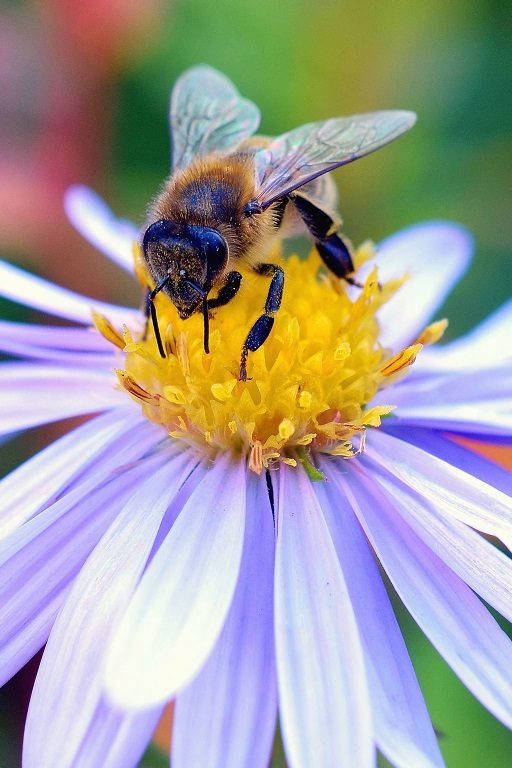 Le déclin des insectes menace la pollinisation