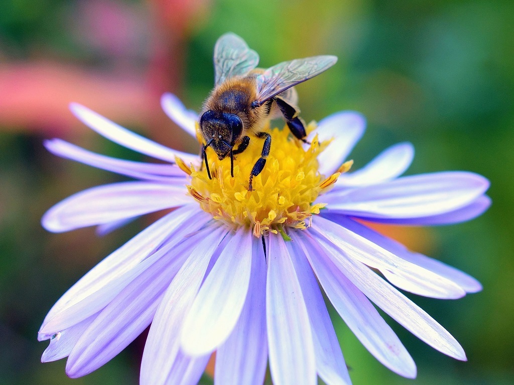 Le déclin des insectes menace la pollinisation