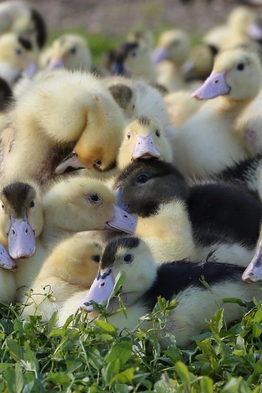 L'influenza aviaire a déjà tué plus de 2 millions de canards en France.