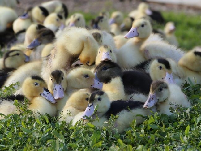 L'influenza aviaire a déjà tué plus de 2 millions de canards en France.