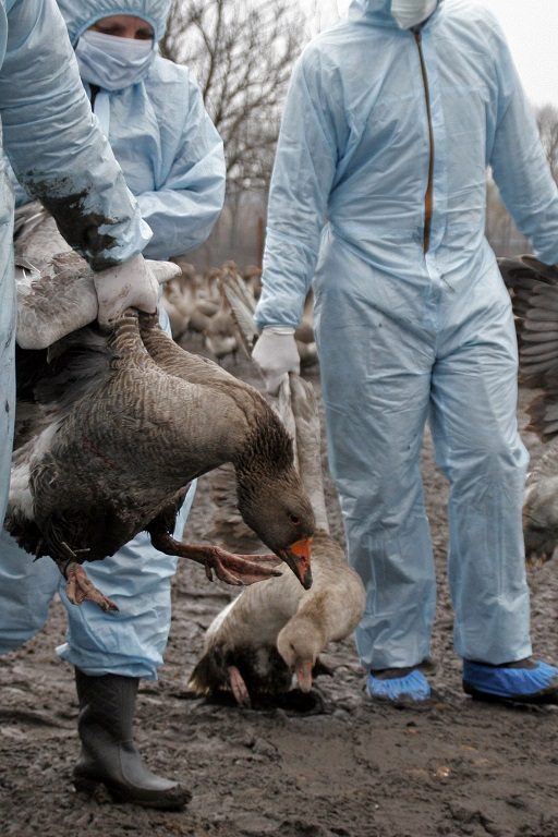 Face à l'influenza aviaire H5N8, des vétérinaires dépeuplent et désinfectent un élevage de canards