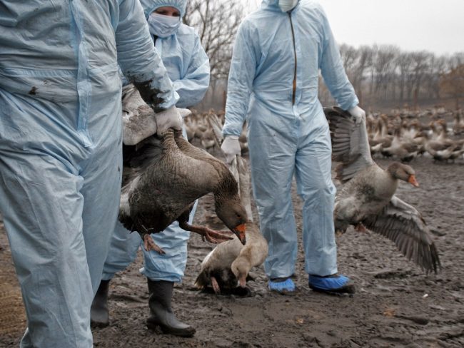 Face à l'influenza aviaire H5N8, des vétérinaires dépeuplent et désinfectent un élevage de canards