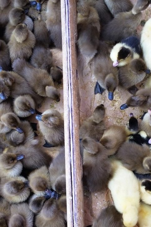 L'influenza aviaire pose la question de la densité des élevages de canards dans le sud de la France