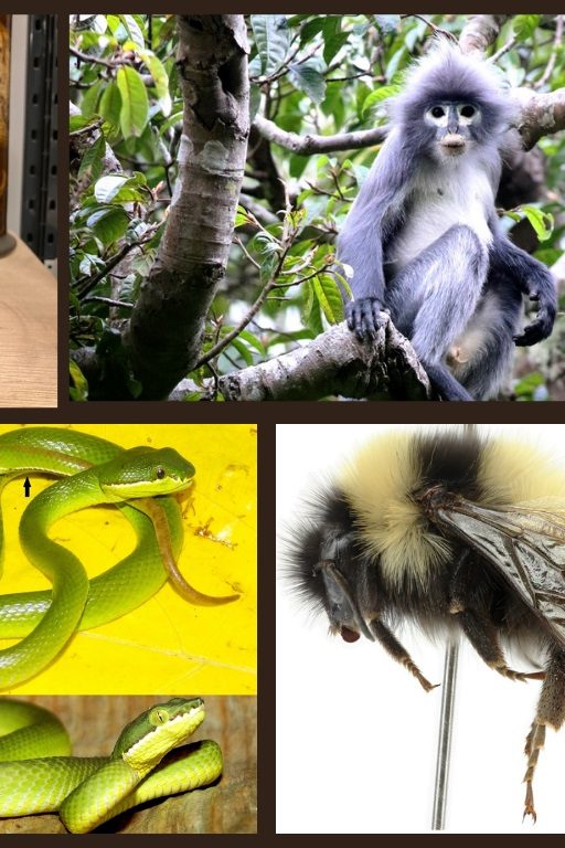 Le musée d'histoire naturelle de Londres a décrit 503 nouvelles espèces en 2020. Parmi les plus emblématiques, d’en haut à gauche à en bas à droite : la salamandre Oedipina ecuatoriana, le Langur de Popa, Trachypithecus popa, la vipère verte, Trimeresurus davidi, et le bourdon Bombus tibeticus