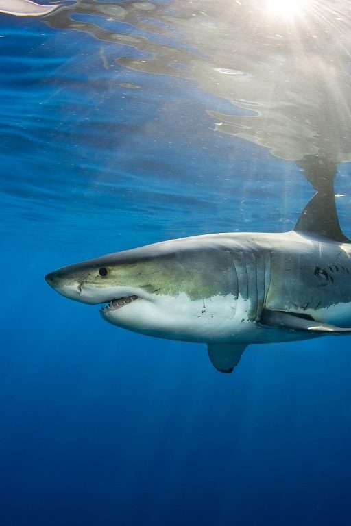 Un grand requin blanc mâle nage à travers les rayons du soleil dans l’Océan Pacifique, près del’Île de Guadalupe au Mexique.