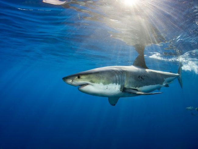 Un grand requin blanc mâle nage à travers les rayons du soleil dans l’Océan Pacifique, près del’Île de Guadalupe au Mexique.