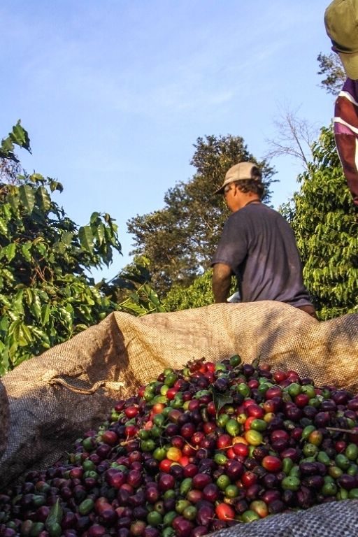 cafe-arabica-bresil-menaces-climat