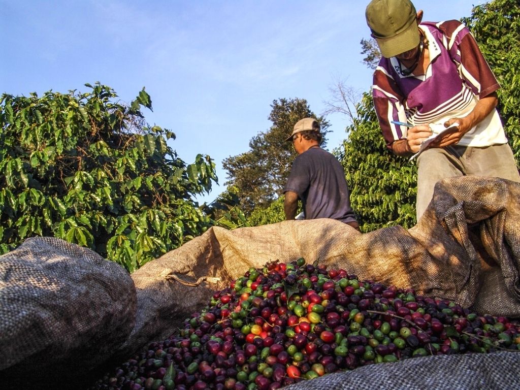 cafe-arabica-bresil-menaces-climat