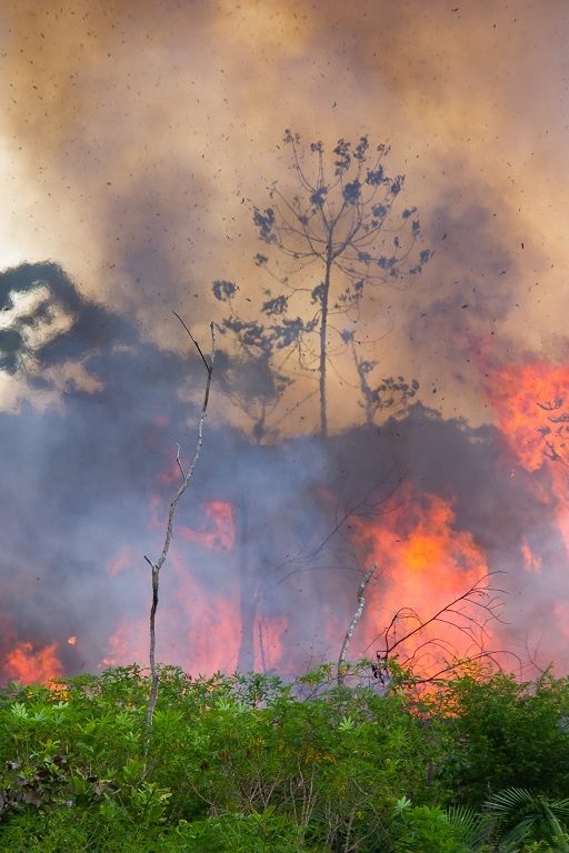 déforestation forêts primaires changement climatique