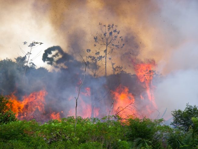 déforestation forêts primaires changement climatique