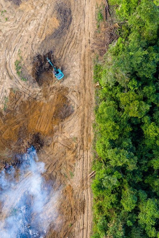 La consommation alimentaire des pays du nord provoque la déforestation des pays du sud