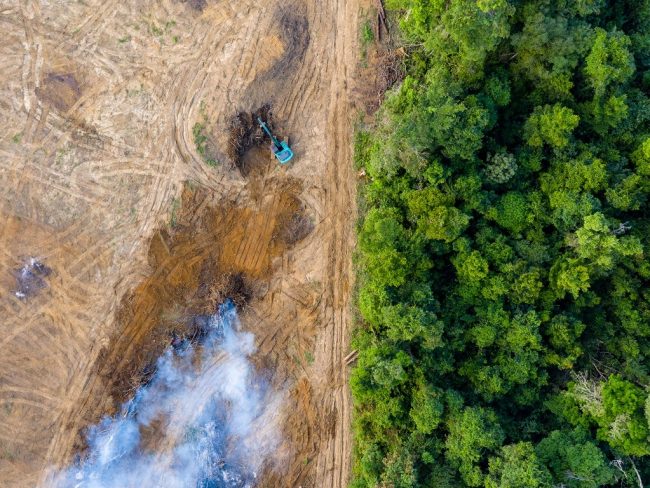 La consommation alimentaire des pays du nord provoque la déforestation des pays du sud