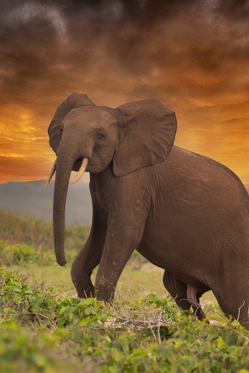 Les éléphants d'Afrique sont classés en danger critique d'extinction.