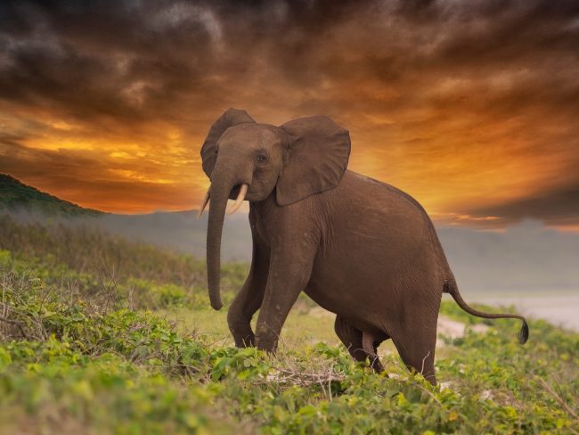 Les éléphants d'Afrique sont classés en danger critique d'extinction.