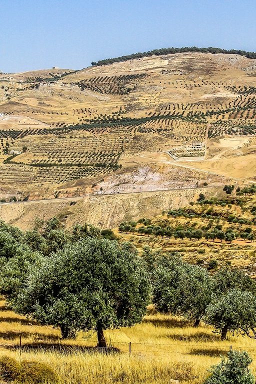 Dans le nord de la Jordanie, à 70km de la capitale Amman, les hommes et leurs fils replantent des oliviers.