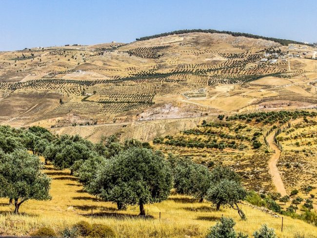Dans le nord de la Jordanie, à 70km de la capitale Amman, les hommes et leurs fils replantent des oliviers.