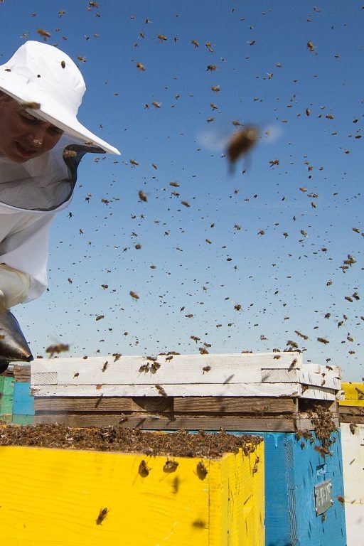 L'UNAF saisit le Conseil d'état pour interdire les néonicotinoïdes et protéger les apiculteurs