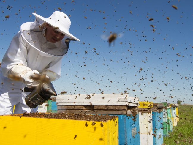 L'UNAF saisit le Conseil d'état pour interdire les néonicotinoïdes et protéger les apiculteurs