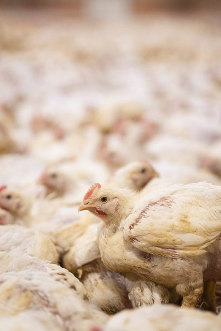 L214 enquête élevage industriel poulets